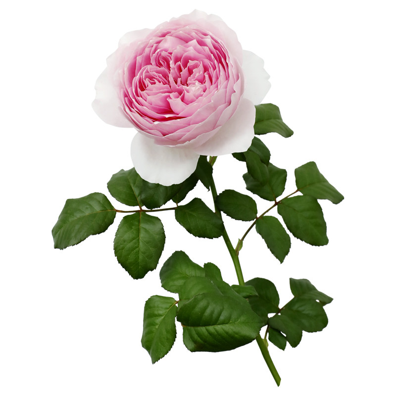 天狼月季 玉环鸣 自育月季玫瑰 暑系列大花浓香耐热灌木