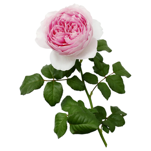 天狼月季 玉环鸣 自育月季玫瑰 暑系列大花浓香耐热灌木