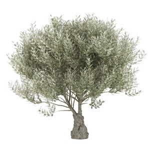 有寻植物 地中海油橄榄树盆栽北欧ins风室内大型绿植阳台庭院易活