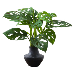 仙洞龟背竹盆栽洞洞竹芋绿植室内桌面懒人好养活水培爬藤植物盆景