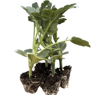 8424冰糖麒麟西瓜苗盆栽早佳懒汉无籽大西瓜秧苗地栽四季阳台苗