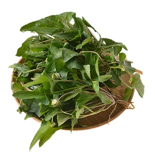 新鲜犁头草500g现采现发紫花地丁全颗带根三角草地丁草草药材