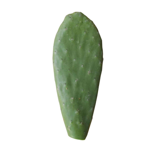 食用药用外敷消肿内服嫁接仙人掌食用药用美容绿植盆栽灌肤新鲜