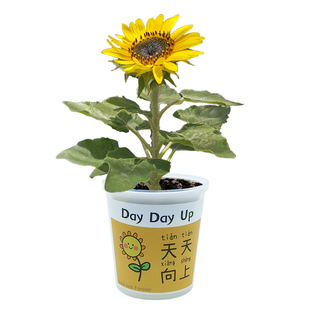 2026天天向上向日葵儿童植物种植杯网红祝福情绪稳定diy盆栽礼品