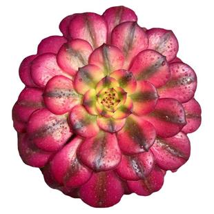 正版红颜锦法师美亚娅非红腹轮锦美杜莎霞光豪华三仙多肉植物盆栽