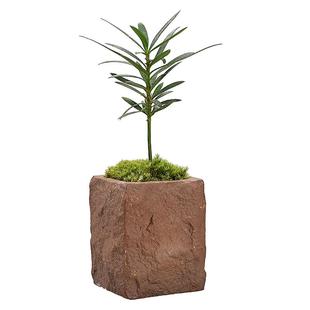 文竹海岛罗汉松指尖微型盆栽桌面观叶植物拇指盆景迷你绿植小树苗