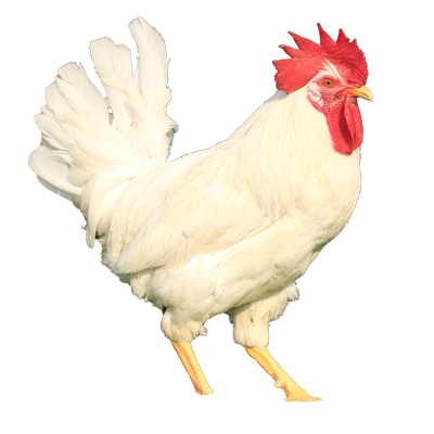 白来航鸡种蛋受精蛋可孵化纯白色鸡种蛋罗曼粉壳土鸡种蛋产量大