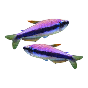 蓝帝王灯黑莲灯蓝国王灯皇后灯热带观赏鱼群游红绿灯黄金帝王灯鱼