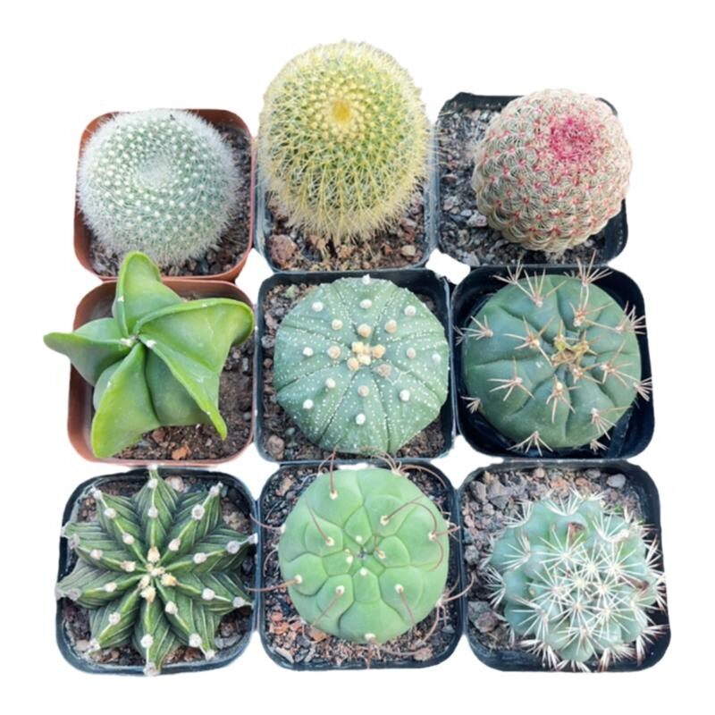 短毛丸实生仙人球趣味开花仙人掌多肉植物