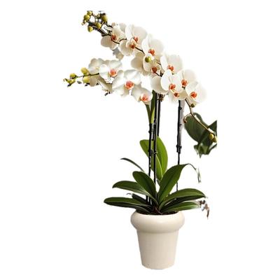 精品蝴蝶兰带花发货养不活包赔