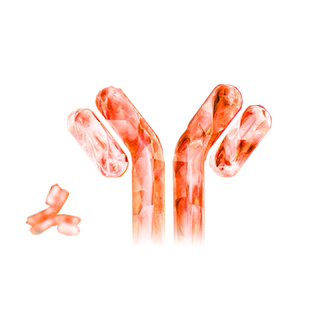 自免抗体检测套餐 自身免疫抗体检测与筛查 自身免疫疾病早筛