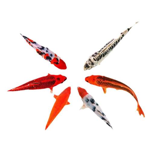 纯种锦鲤鱼淡水观赏鱼冷水鱼活体纯种红白三色黄金小锦鲤鱼苗活鱼