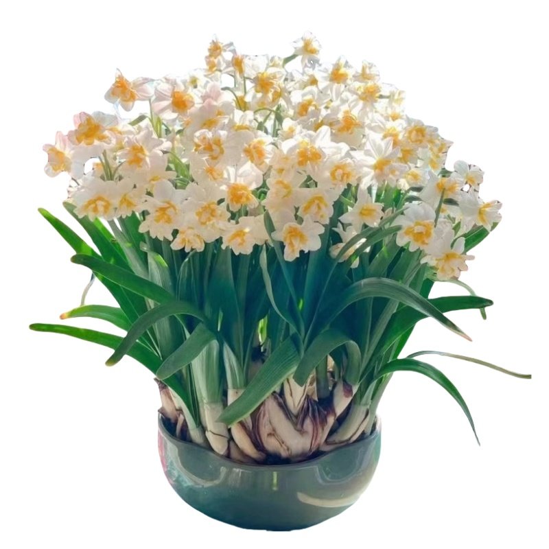 重瓣水仙花种球水养盆栽秋冬开花卉植物室内花绿植水培好养带花苞