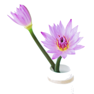 睡莲鲜花水培供佛用莲花插花居家花束新鲜顺丰包邮北京同城可闪送