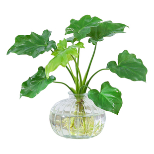 春羽蔓绿绒盆栽办公室内懒人好养水培绿植桌面青苹果竹芋花卉植物