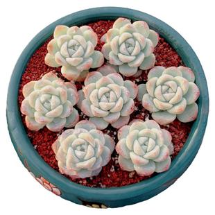 【新手入门随机发】多肉植物冰玉橙梦露桃蛋阳台组合盆栽满28包邮