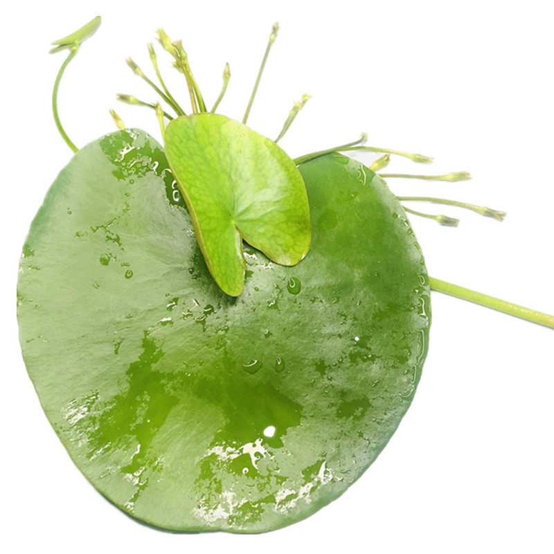 漂浮植物浮萍净化水质增氧好养活