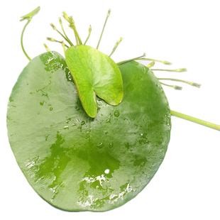 浮萍漂浮水草净化水质增氧改善环境一叶莲肚兜圆心萍牡丹萍槐叶萍