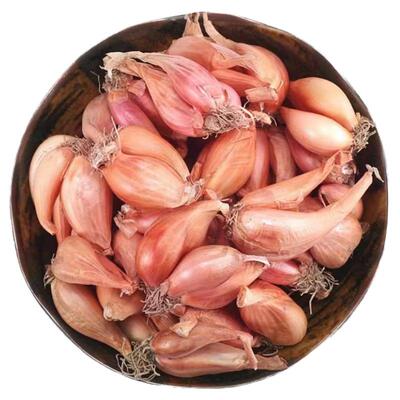 本地葱头饱满出芽率高品质红葱头