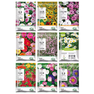 适合春天种的花种子籽大全除虫菊种籽太阳花重瓣向日葵四季波斯菊