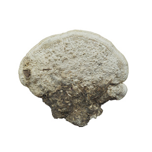 东方栓菌250g东方云芝东北伊春整枝灵芝真菌汤切块