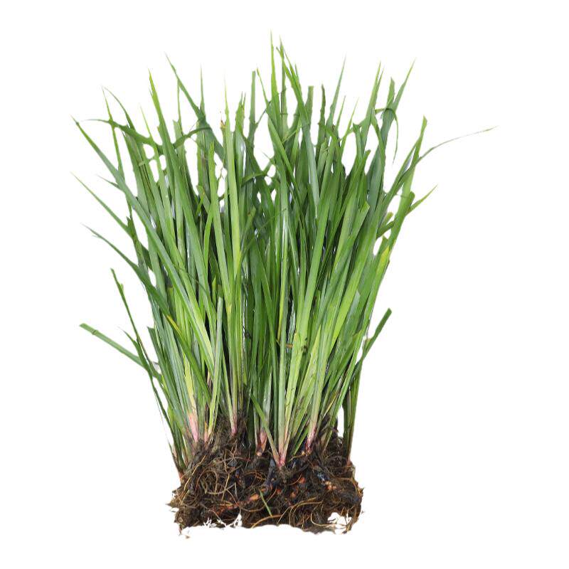 茴香菖蒲贵州山萘五香草去腥香料