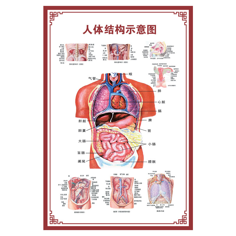 人体内脏解剖系统示意图医学骨骼写真/海报印制