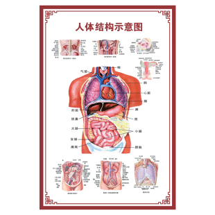 人体内脏解剖系统示意图医学骨骼肌肉器官血管血液结构图医院海报