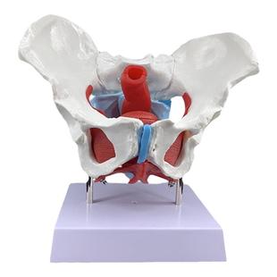 女性骨盆盆底肌肉模型人体分娩产后恢复解剖医学盆腔器官结构教具