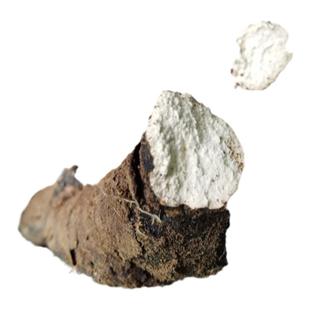 秦岭深山新鲜多年生猪苓屎去皮无杂无硫切片干猪苓500g包邮晒干