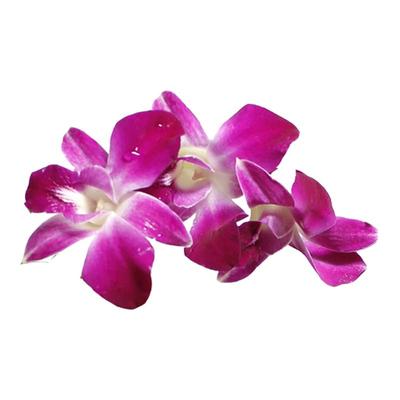 新鲜杨兰花荷兰芹组合1斤装 多省包邮法香洋兰花酒店火锅摆盘装饰