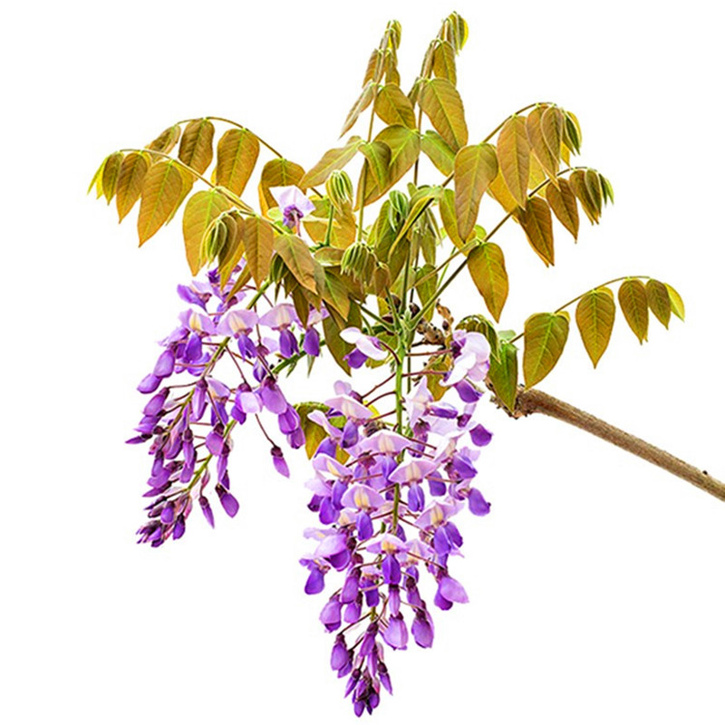 紫藤花树苗爬藤攀爬围墙庭院植物老桩盆栽花苗藤蔓紫藤萝花卉包邮