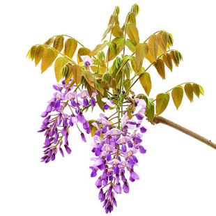 紫藤花树苗爬藤攀爬围墙庭院植物老桩盆栽花苗藤蔓紫藤萝花卉包邮