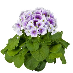 耐寒花 四季樱草盆栽 多色阳台窗台庭院好养花卉期长春天植物