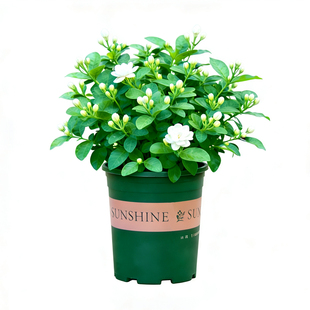 茉莉花盆栽带花苞室内阳台室外庭院开花植物花卉四季绿植老桩花苗