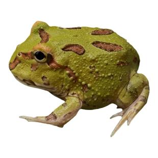 角蛙活体宠物青蛙绿角蛙蝌蚪黄金角蛙活物蝴蝶角蛙活体包活