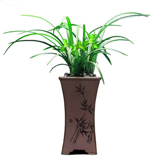 兰花苗春兰张荷素四季兰草浓香花卉室内阳台观花叶盆栽植物好养