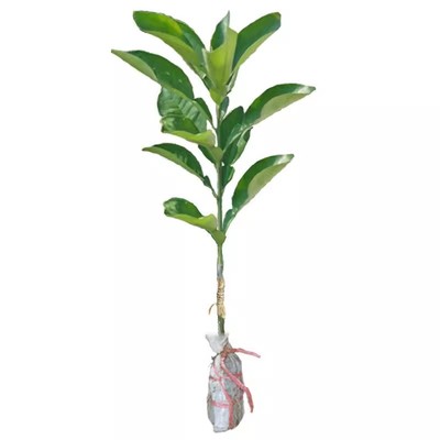 冰糖柚金丝子苗蜜树嫁接甜当