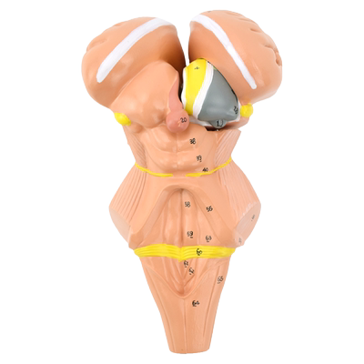 ENOVO颐诺脑干核团模型人体