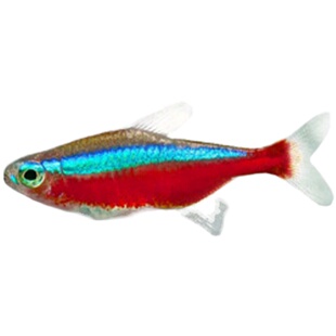 热带小型观赏鱼合集红绿宝莲灯活体淡水神仙燕孔雀清道夫草缸群游