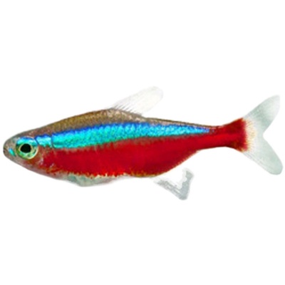 黑尾大勾清道夫红绿宝莲灯金波子