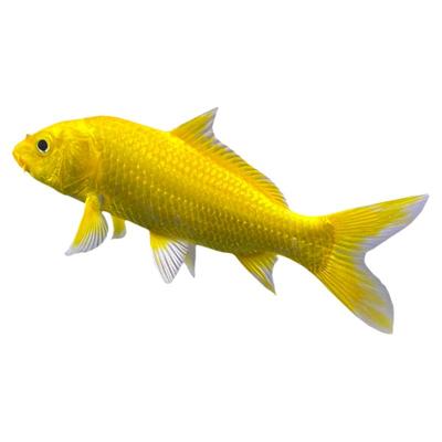 黄金锦鲤活鱼招财鱼金鱼活鱼好养耐活冷水鱼鱼苗活体小金鱼观赏鱼