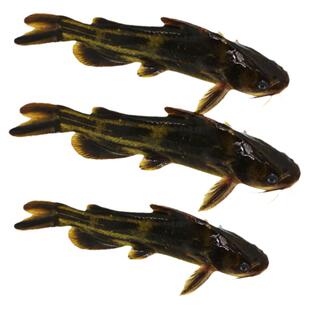 野鲜活黄骨鱼黄辣丁活鱼昂刺鱼现杀新鲜黄颡鱼嗄鱼生态黄刺黄鸭叫