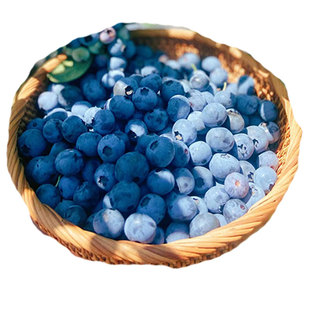 蓝莓树果苗蓝莓苗盆栽地栽果树北方南方种植四季果树薄雾当年结果