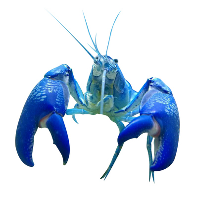 鳌虾天空蓝魔观赏虾宠物虾包邮