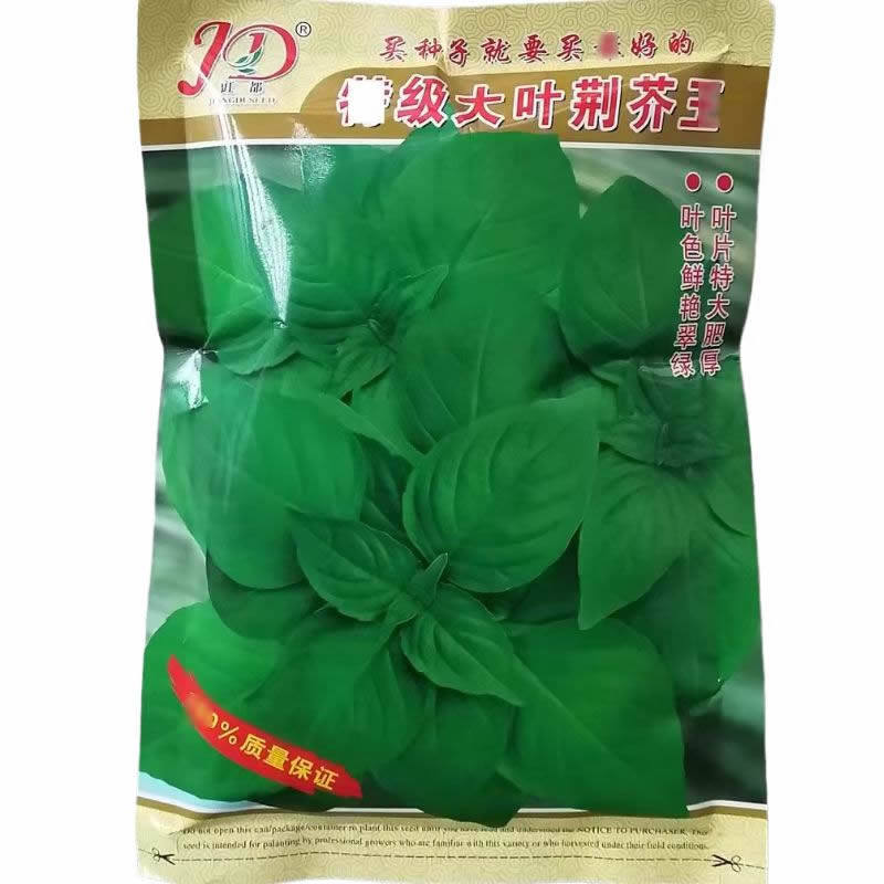 香味浓郁基地高产河南荆芥种子