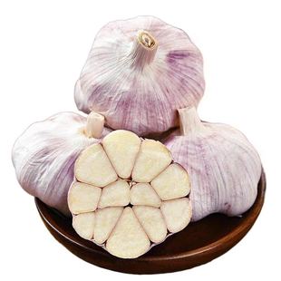 山东今年紫皮大蒜头紫白皮干蒜多瓣蒜地头价批发包邮自然风干蒜
