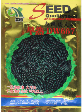 美国矮大头油葵种子出油率高食葵