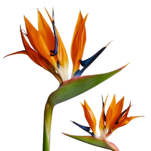 鹤望兰天堂鸟绿植带花苞客厅办公室内大型植物盆栽落地好养活四季