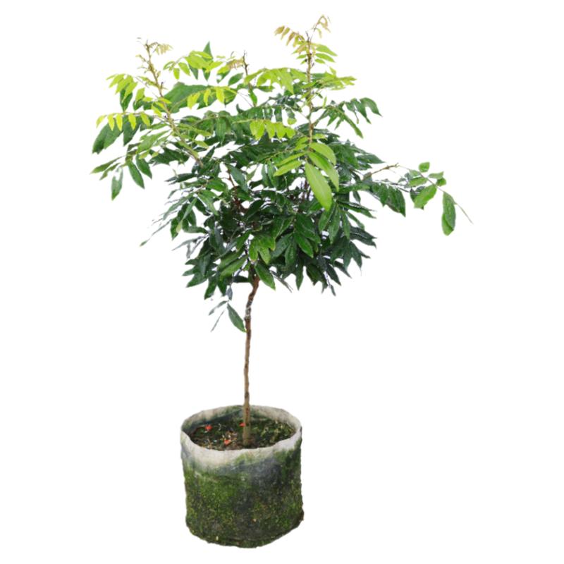 桂圆龙眼树苗特大石硖储良四季嫁接果苗红皮龙眼南方种植当年结果